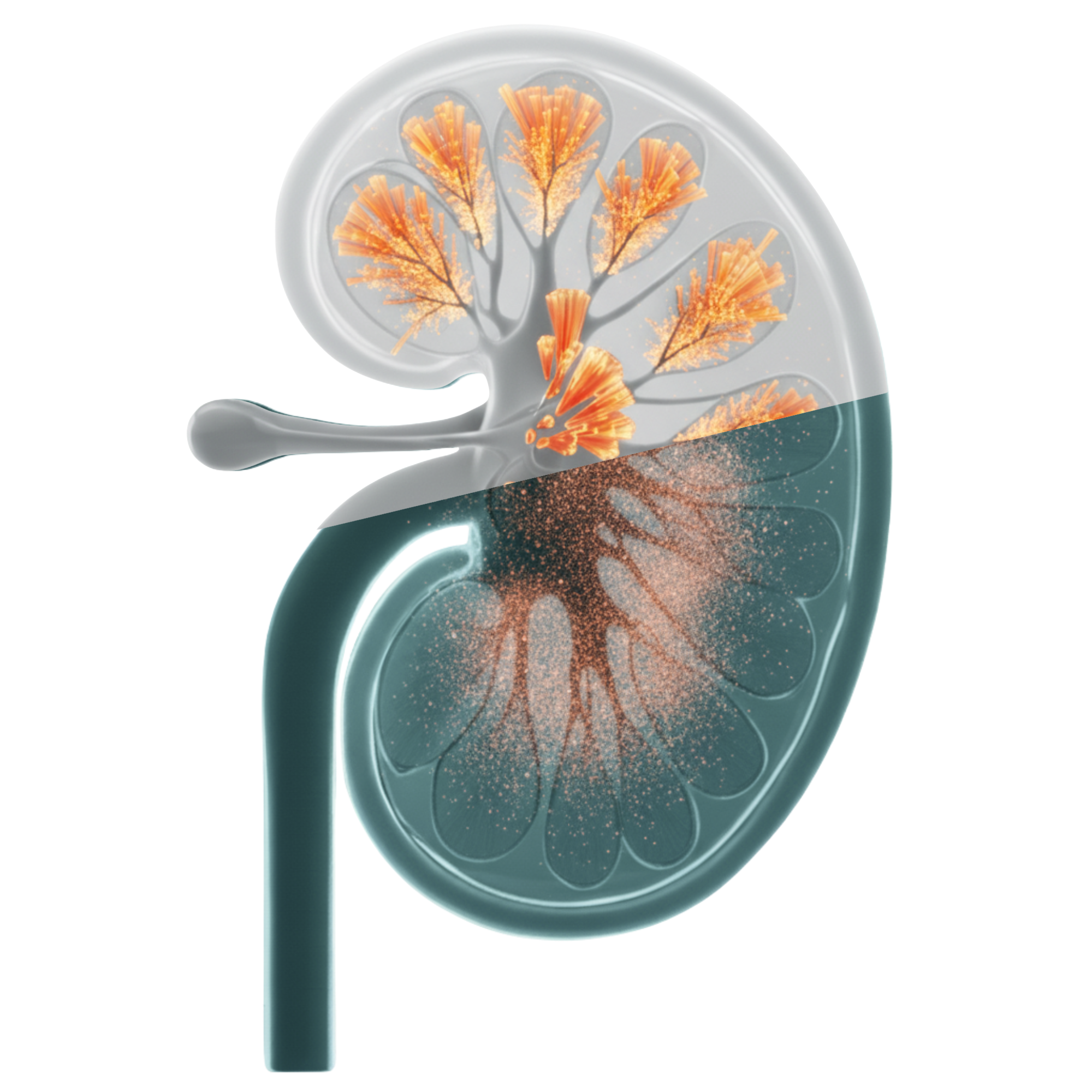 Kidney anatomy reference